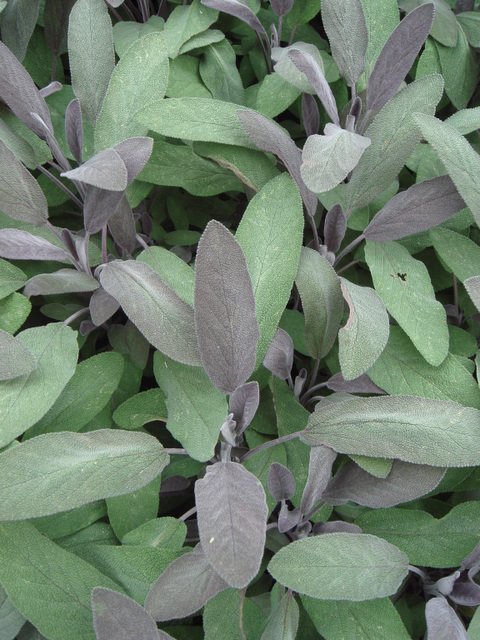 Salvia officinalis 'Purpurea' feuille P19